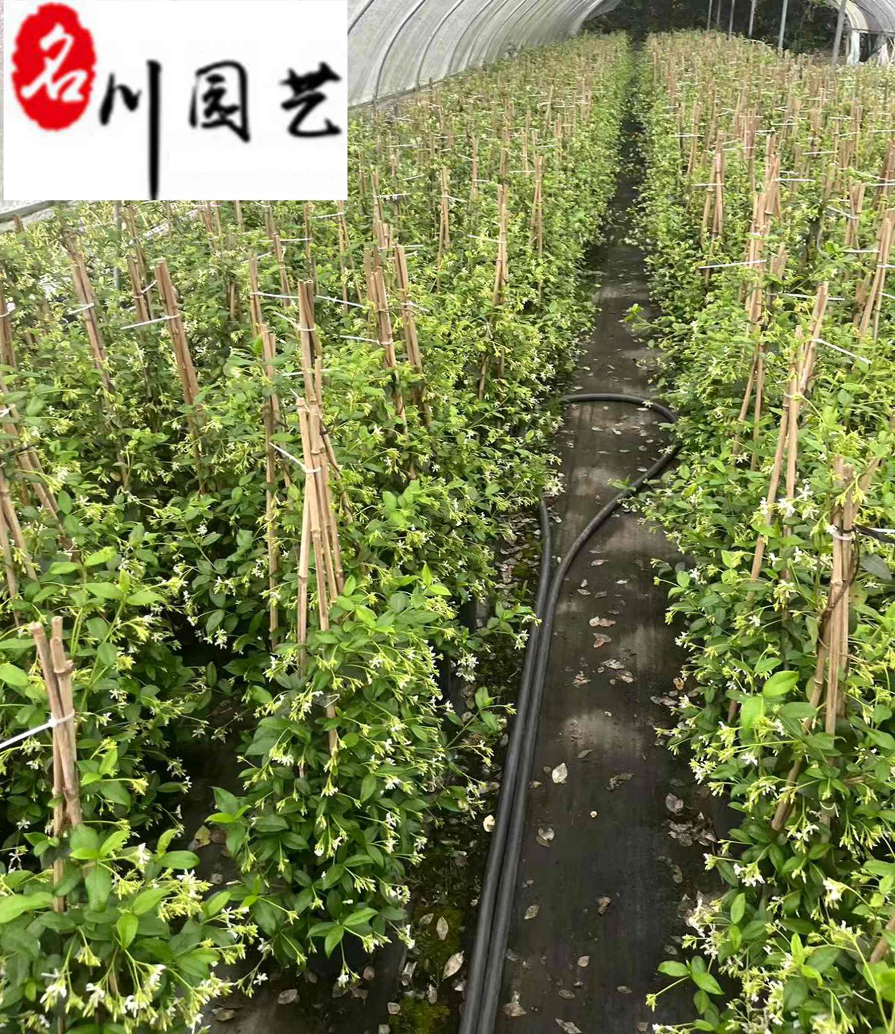 �糵�������ֱ����1-2�׷糵���������۸񡢻��ڳ�