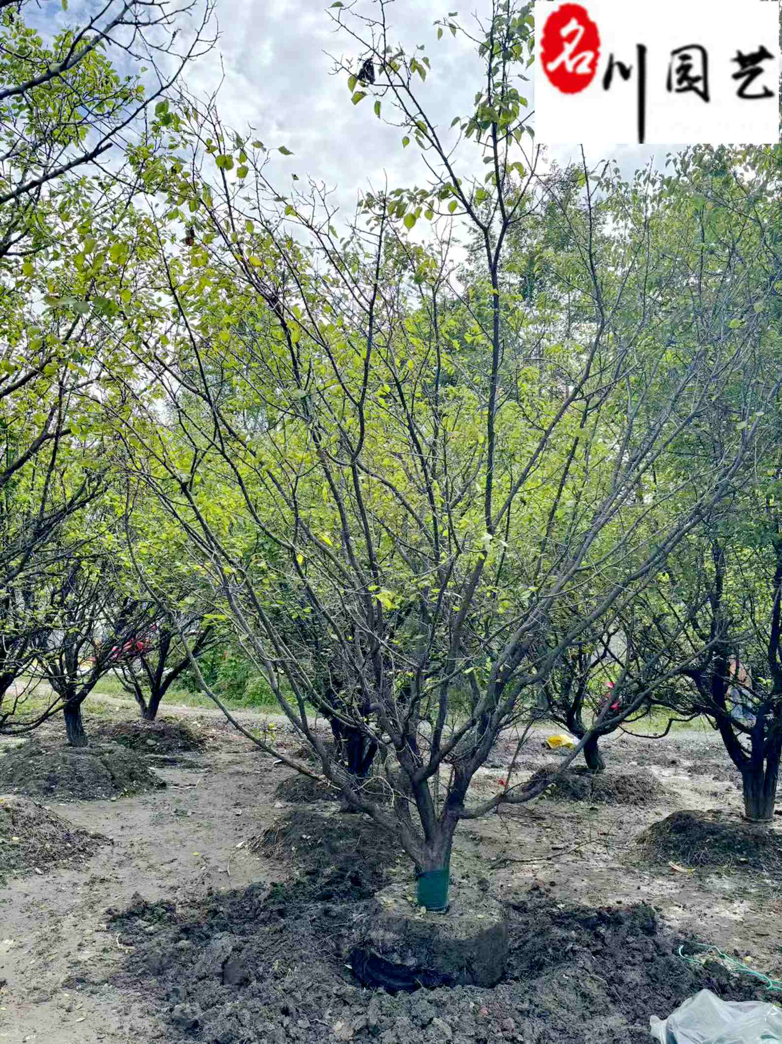 ɽ��12-20���֡��ɶ�ɽ�ӻ��ء��Բ�������ɽ�Ӽ۸񱨼�