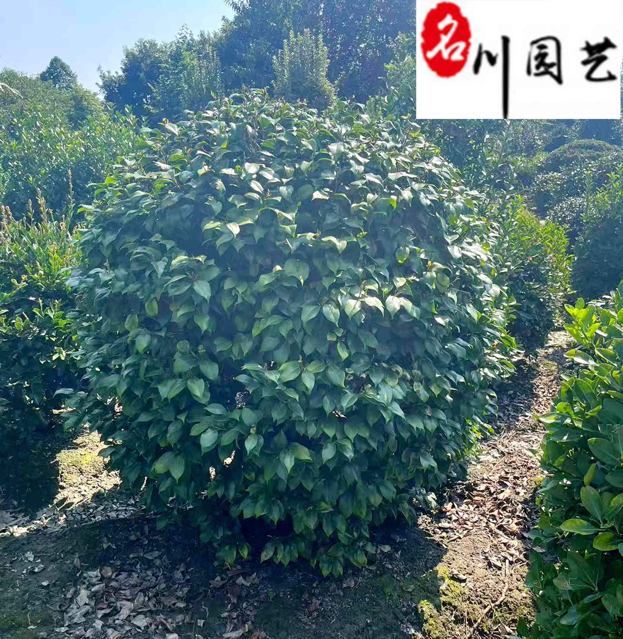 1-2�ײ軨�������۸��Ĵ��軨����ػ��ء����ž�Ӫ