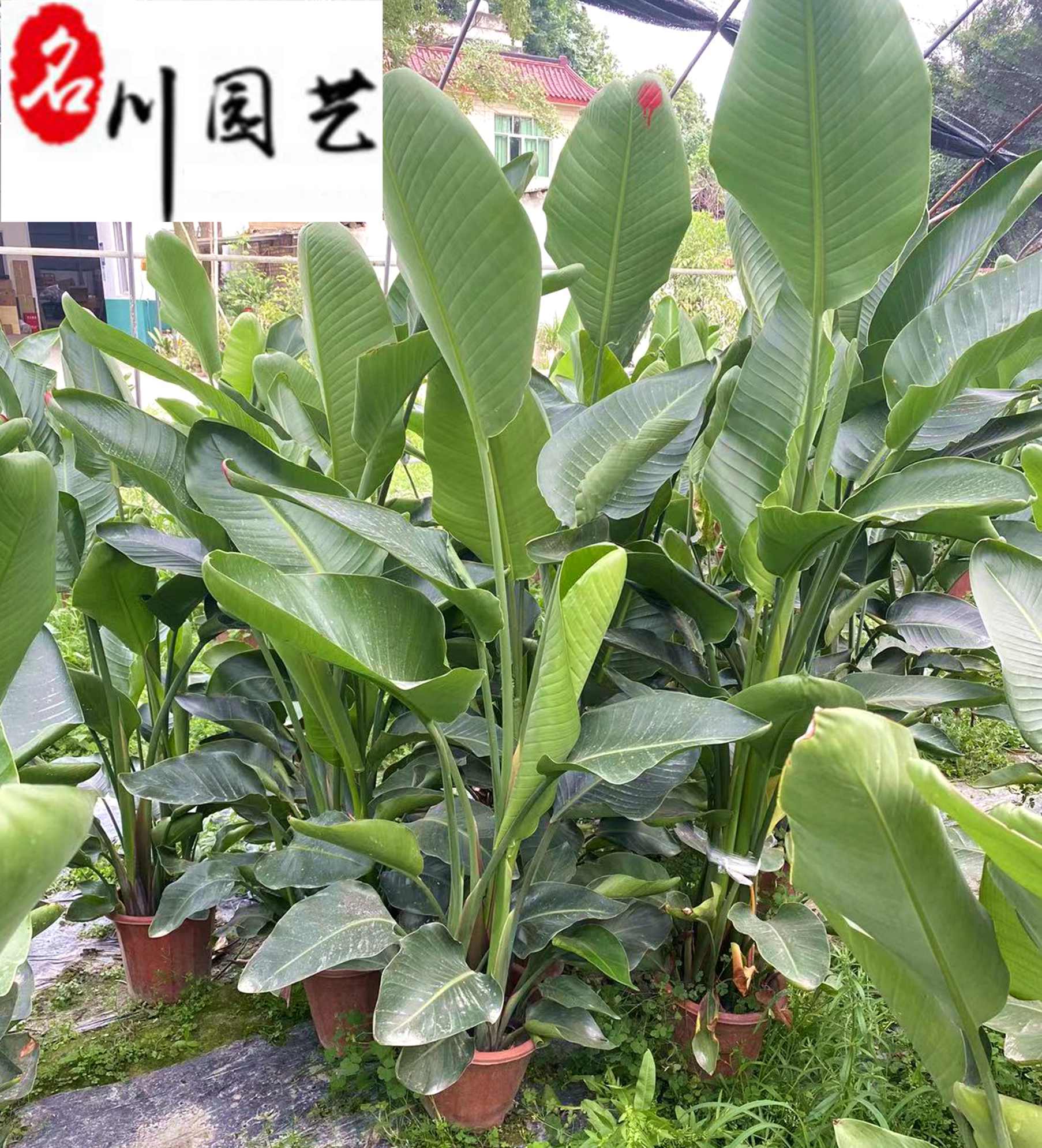 ���������������80-200����������۸񡢴��������ֲ