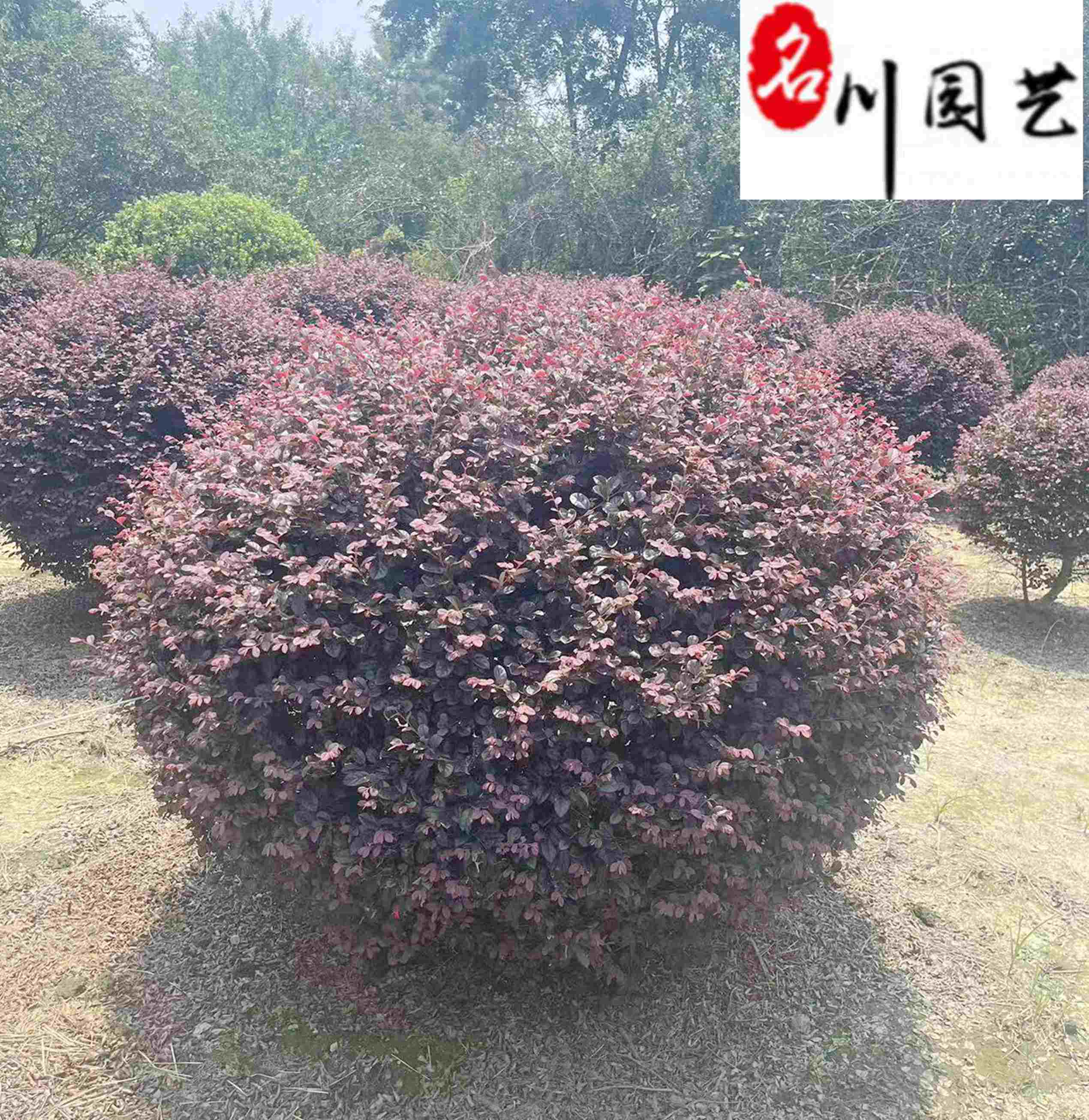 60-180���ֺ��ľ���Ĵ����ľ�����۸񡢺��ľ����