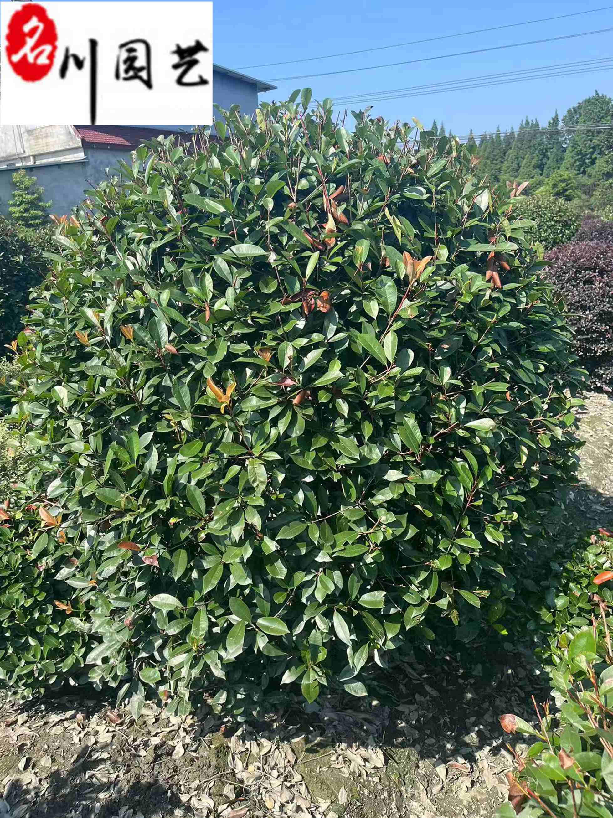 �Ĵ���Ҷʯ��������������Ʒ1-2�׺�Ҷʯ���۸�