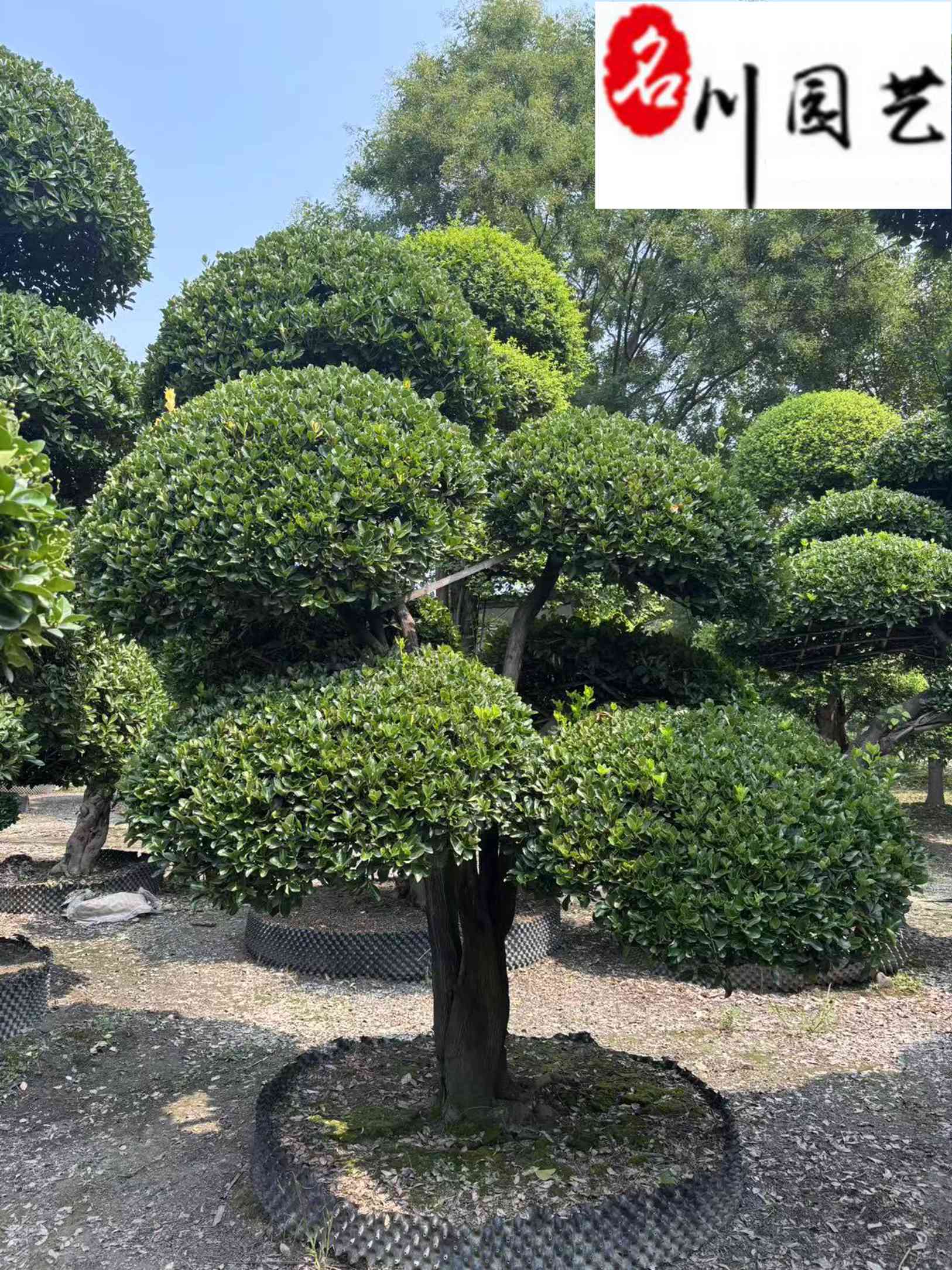 ���ʹ�Ҷ�������ֱ������˴�Ҷ����۸����κ�