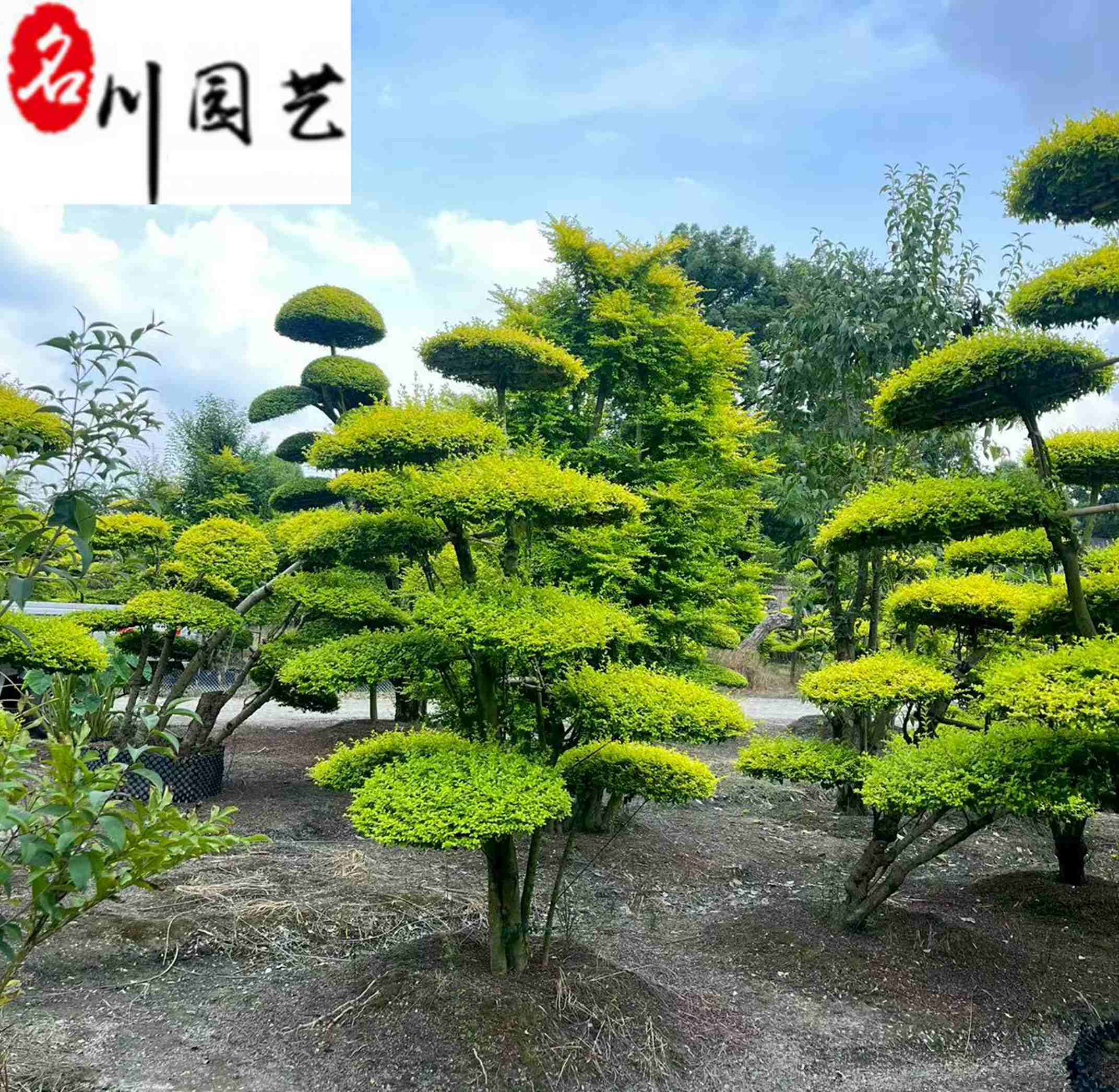 ��ͷ����Ů����������������Ů����ء���������Ů��