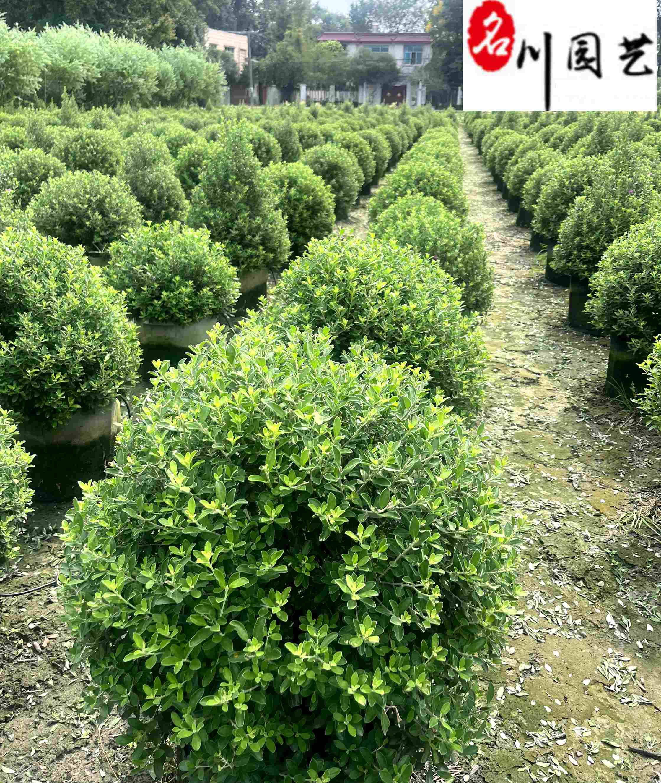 �Ĵ��컨��ܽ�ػ��ء��컨��ܽ�ؼ۸񱨼��������