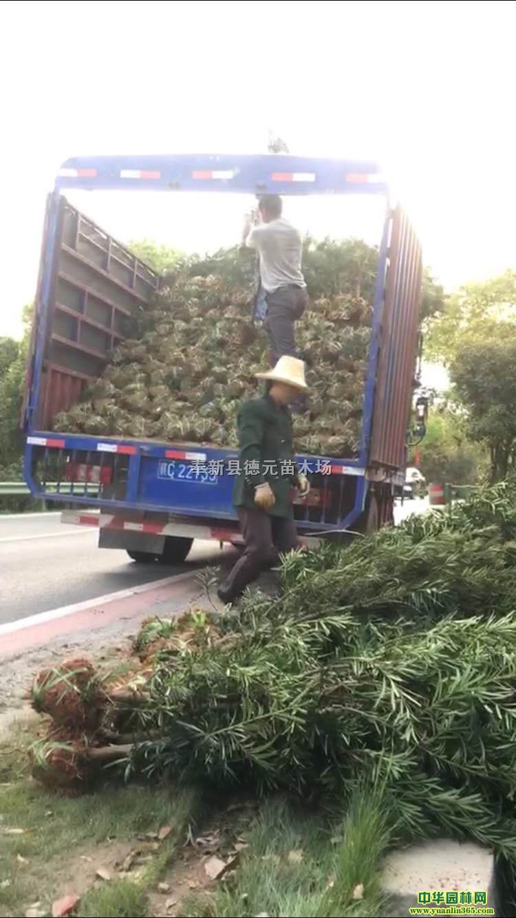 �����޺�����