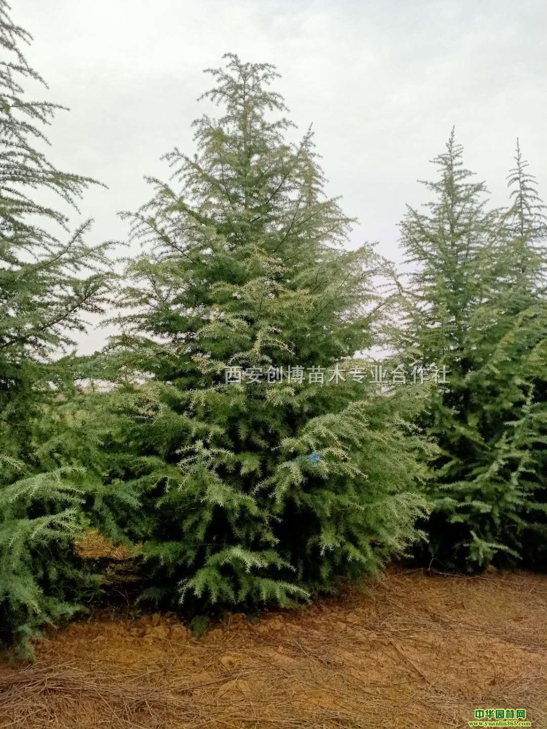 ����ѩ�ɻ��ء�����ѩ����������������ѩ���¼۸�