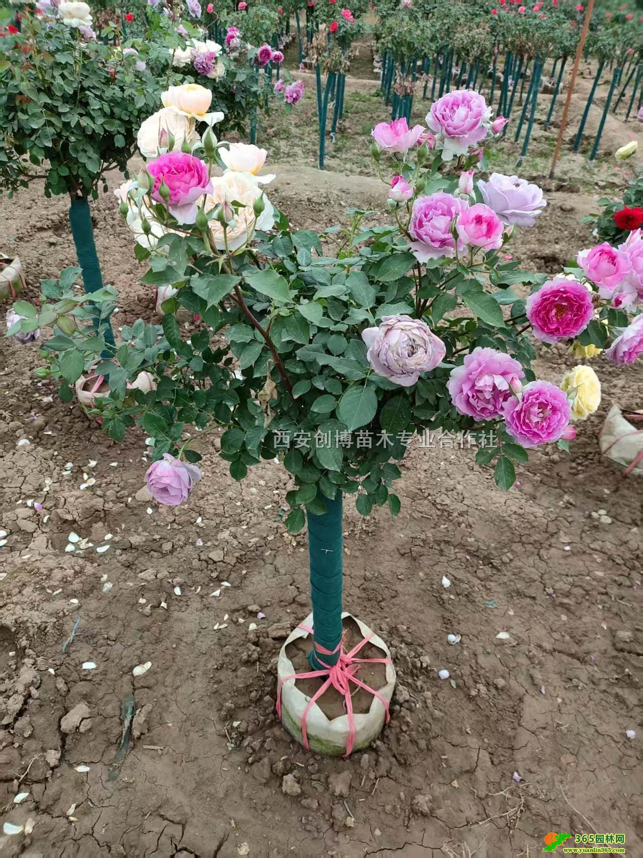 ������״�¼���������3-5�����¼������������¼���ɫ��