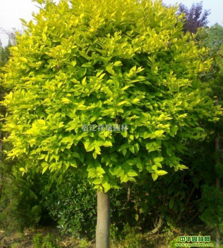 ��Ӧ��Ҷ����ľ��2-18����