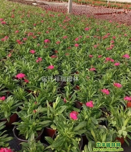 Ӫ��������ʯ��ÿ��0.5Ԫ�������������Գ���ʯ��
