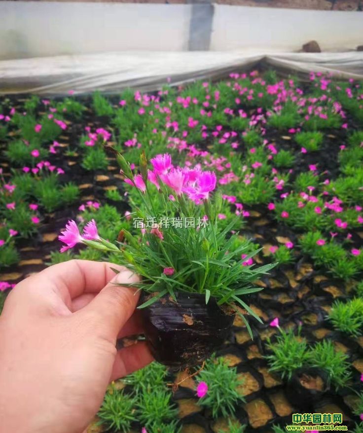 ����ʯ��߶�20���ֹڷ�15��������