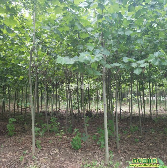 ��Ӧ1-2�׷�ͩ�۸�����ľ��ľ