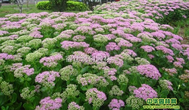 ��Ӧ�˱����졢���߾��졢�¹����졢��Ҷ����