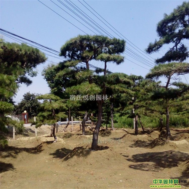 ��Ӧ���ͺ��ɡ����ͺ���