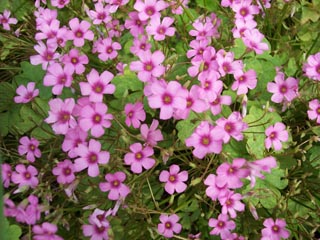 �컨��������Ҷ������