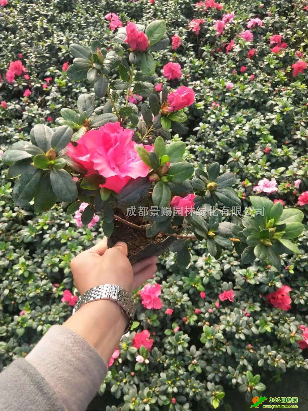 ��������������20������鱭����ۡ�13-18�����������