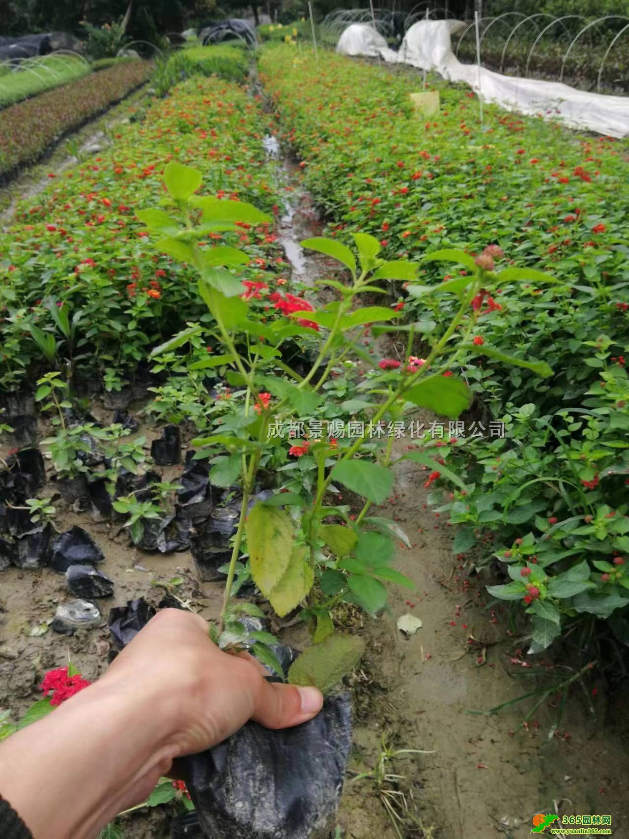��ɫ÷���Ի��ء�����25-30����ӧ��С������ɫ÷С������