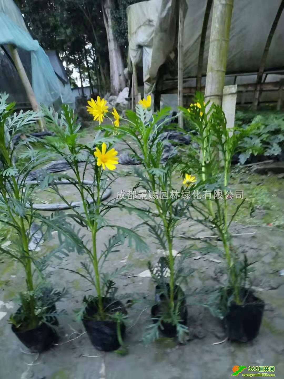 30�߻ƽ�չ����硢12���ƽ���������ƽ�ջ��ء��ƽ���̻�
