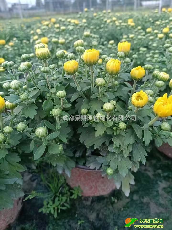 ��Ʒ�����˫ɫ����20�߹���ջ���������������̻�������