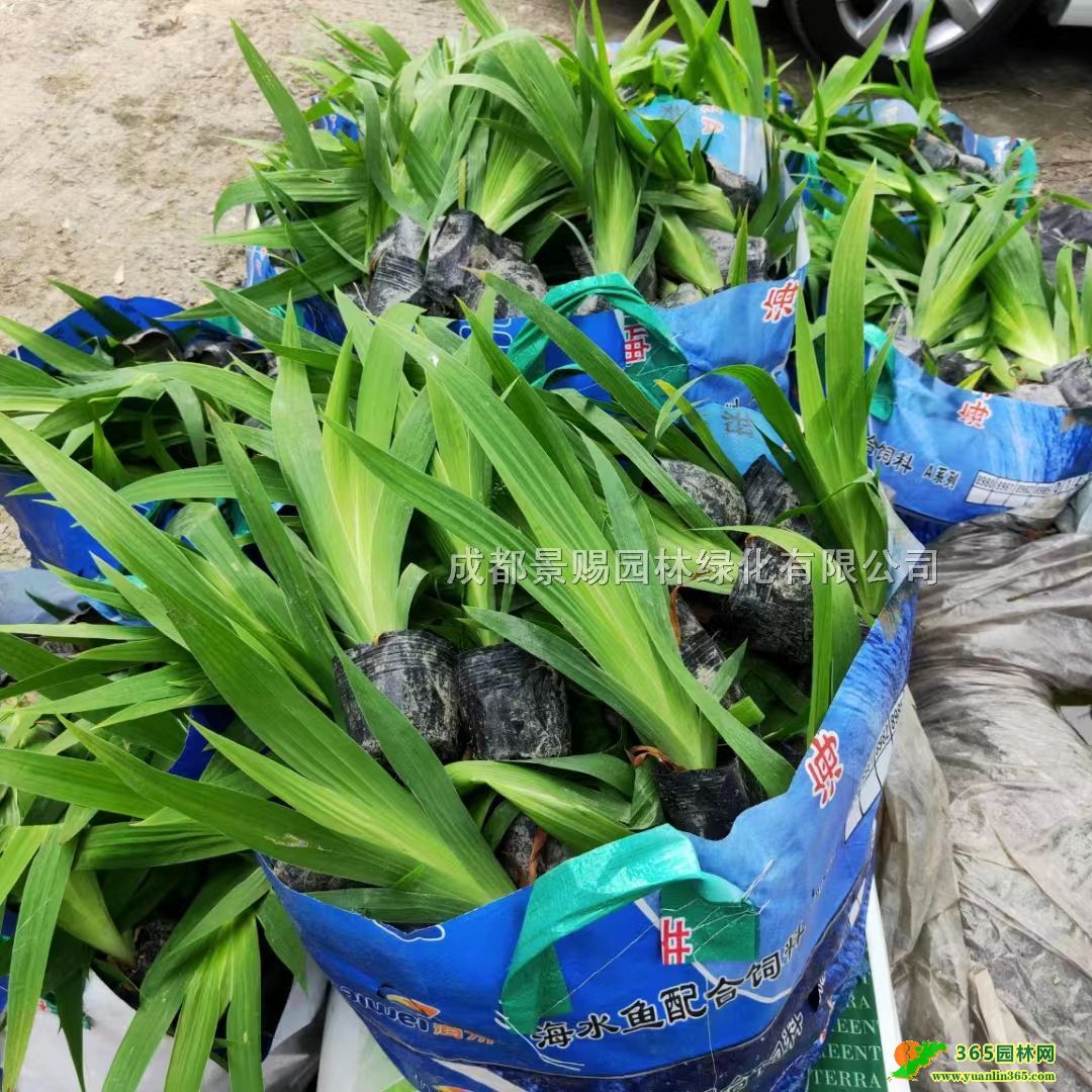 �Ĵ��β���ء�����30-40�ߵ¹��β�������β����������