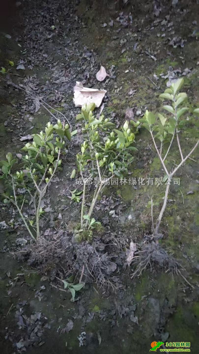 20-40�߽�ҶŮ��С�硢��ҶŮ���Ʒ�繤���硢Ů�����
