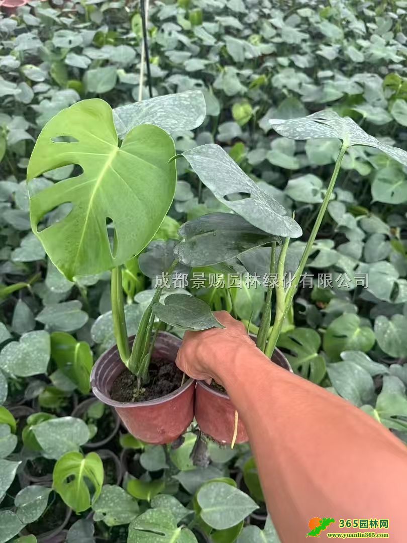 20-50�߹걳��ر�С�硢�걳���С��������걳��
