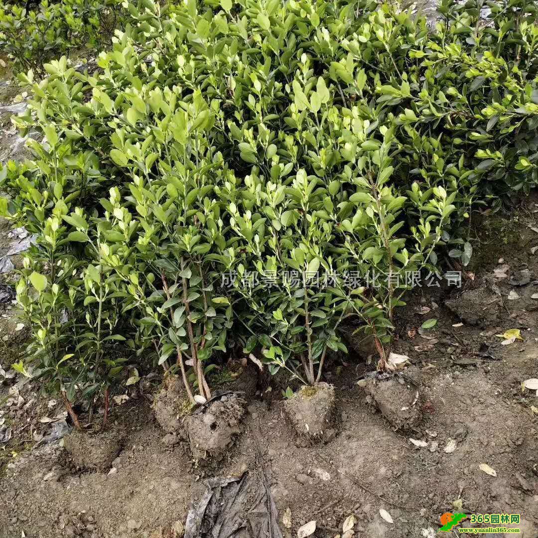 ��Ҷ�������������۸�40-50�ߴ�Ҷ�����С�������