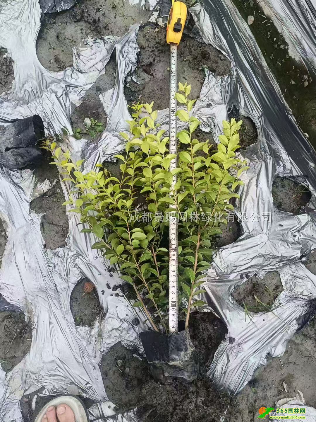 20-50�߽�ҶŮ��ر�С�硢ɫ���ҶŮ��������Ů�����