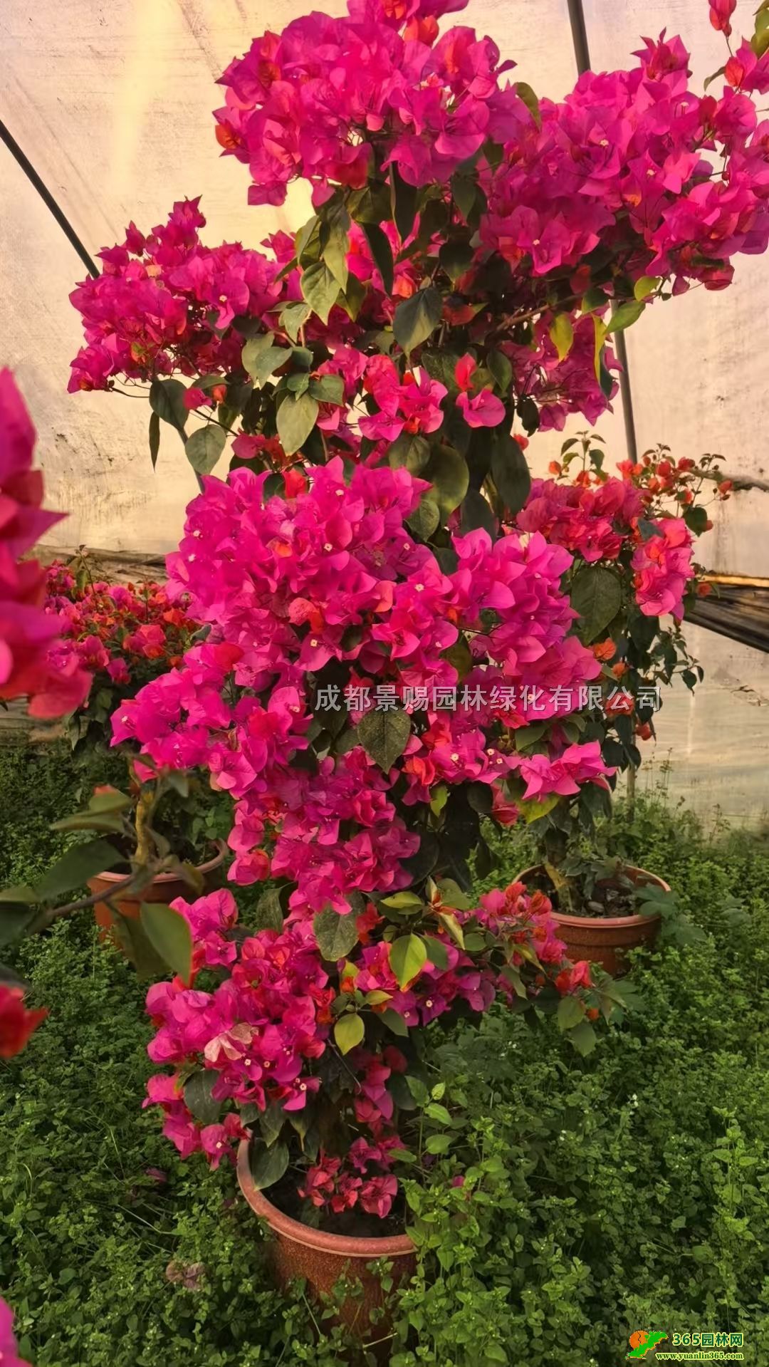 �컨����÷���ϻ�����÷����Ʒ����÷���硢����÷����