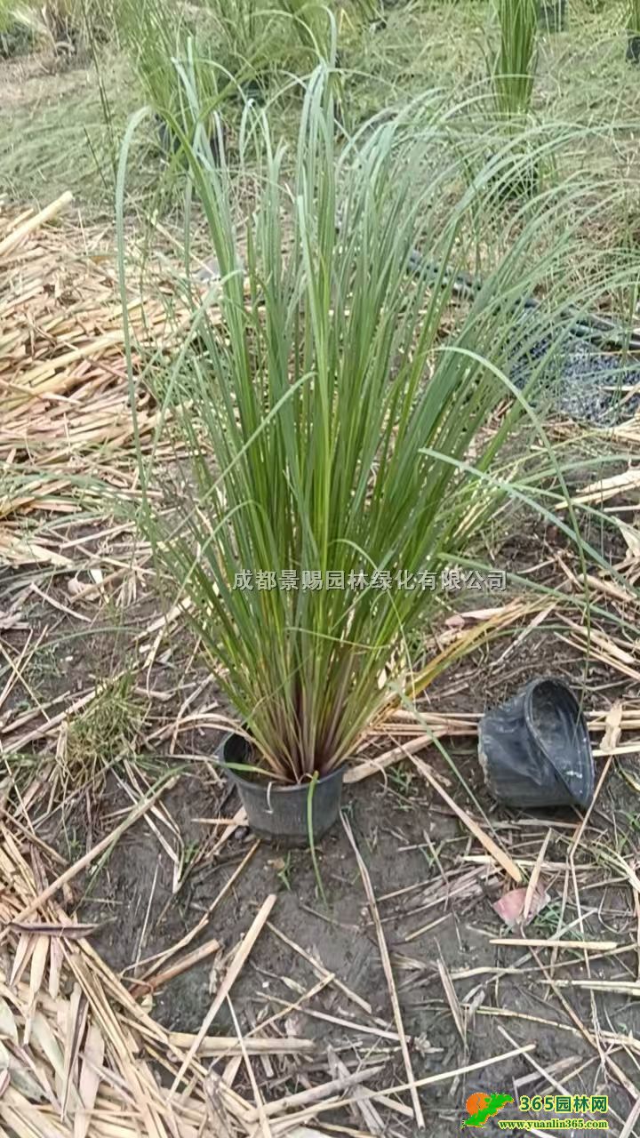 1�׸߰���έ���硢����έ�����硢�Ĵ�����έ���ء�����έ����