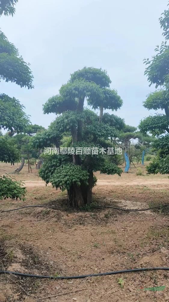 ��ҶŮ������������ҶŮ���������۸񡢴�ҶŮ������������