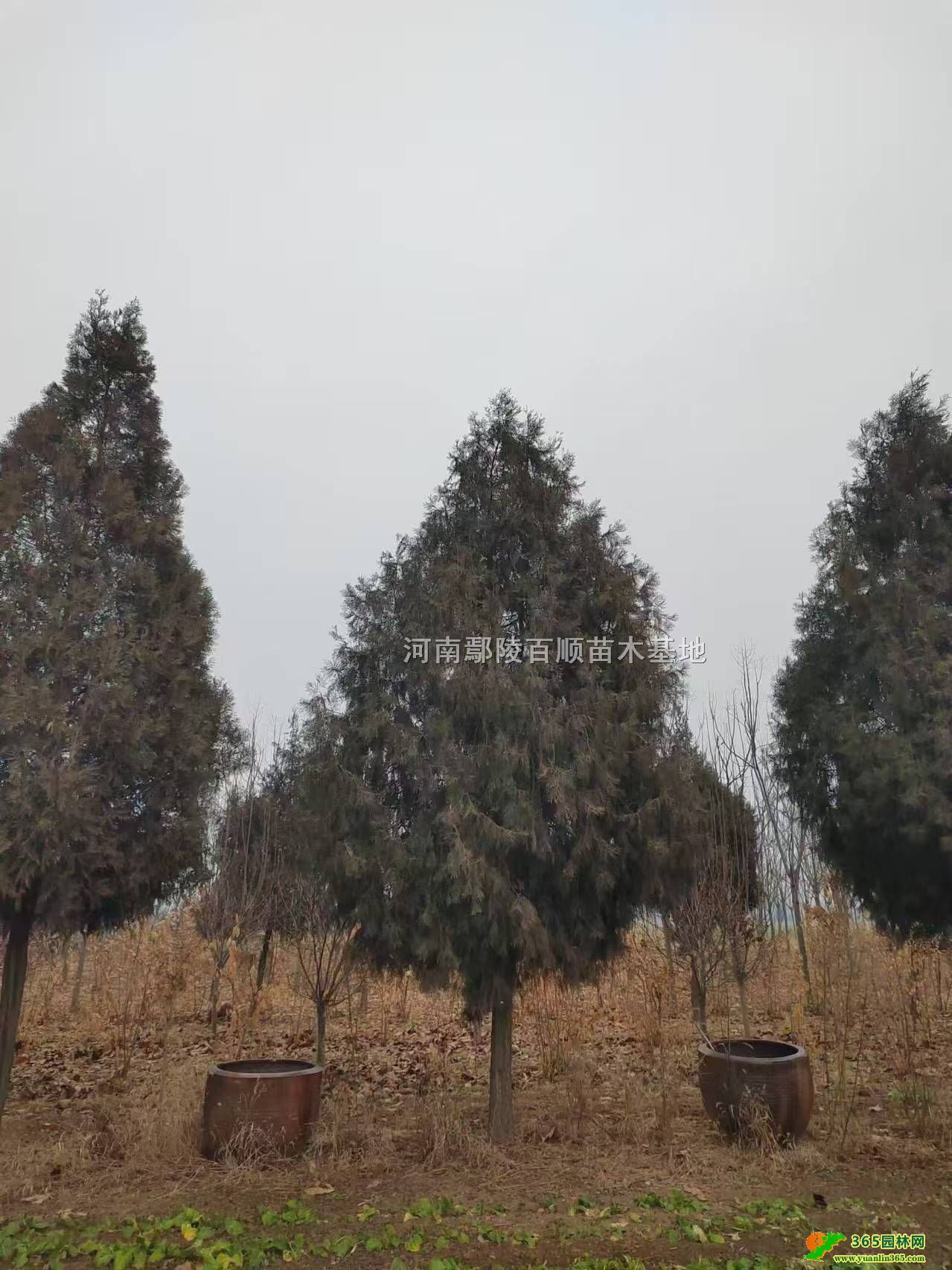 ��ء����С�硢���ֱ�������0.3-5�ס���س��Ҳ�ؼ۸�