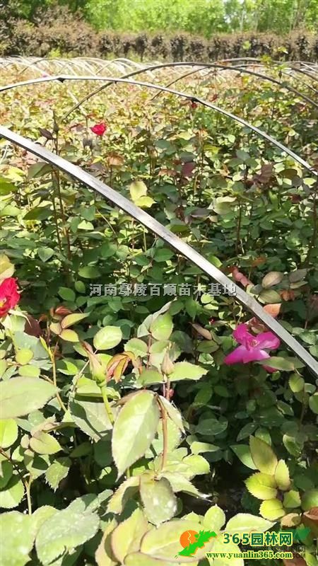 �¼����¼����ء��¼����ҡ��¼����硢�¼�С��