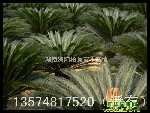 ����