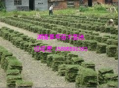 ��Ƥ0.25x0.25x10Ƭ