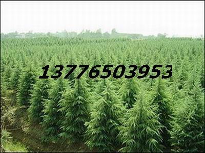 2-3��ѩ��������,������