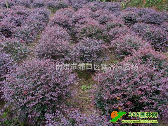 �컨��ľ��۸�2025��컨��ľ��۸�