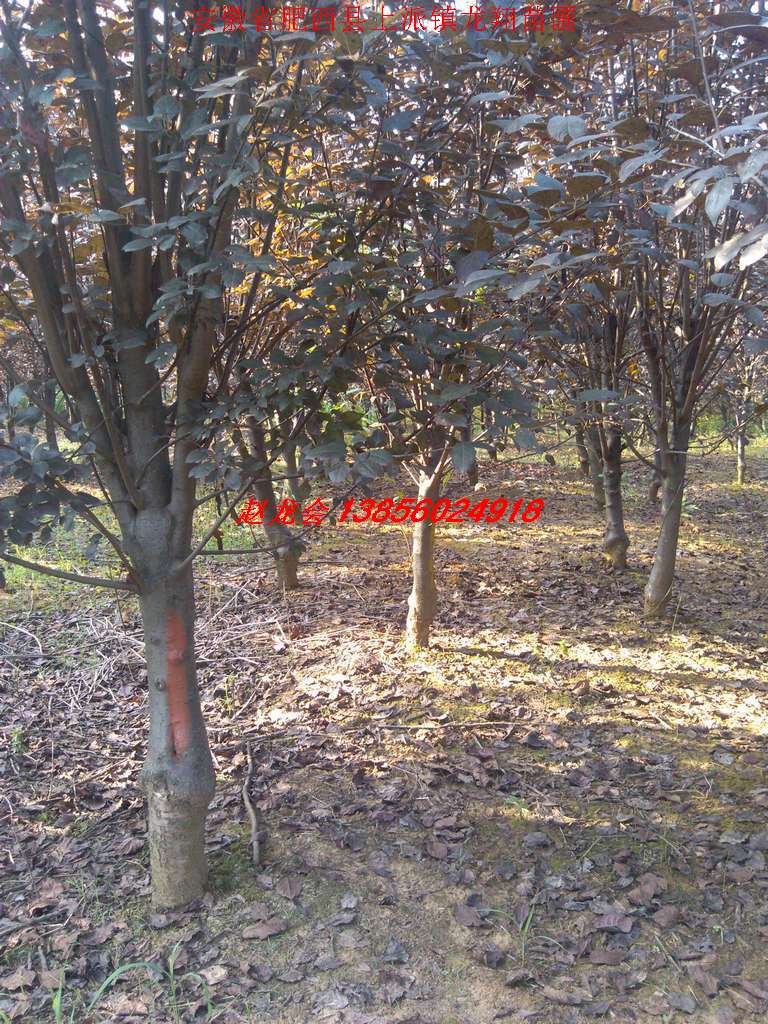 ��Ҷ���ҶŮ�ꡢ��������ޱ�����ꡢʯ骡�������������������