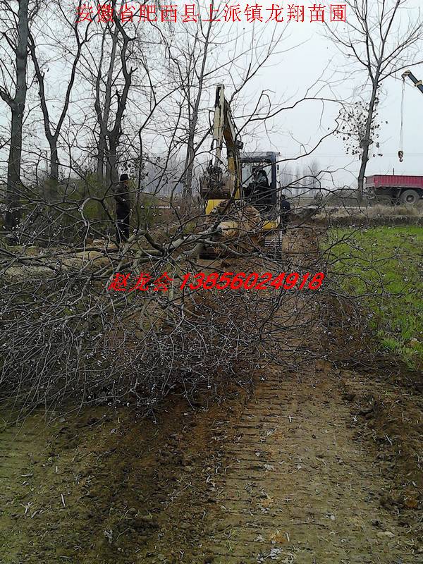 ���ꡢ���Ƿ㡢���������ܡ�����ľ���̻�����������ҶŮ��