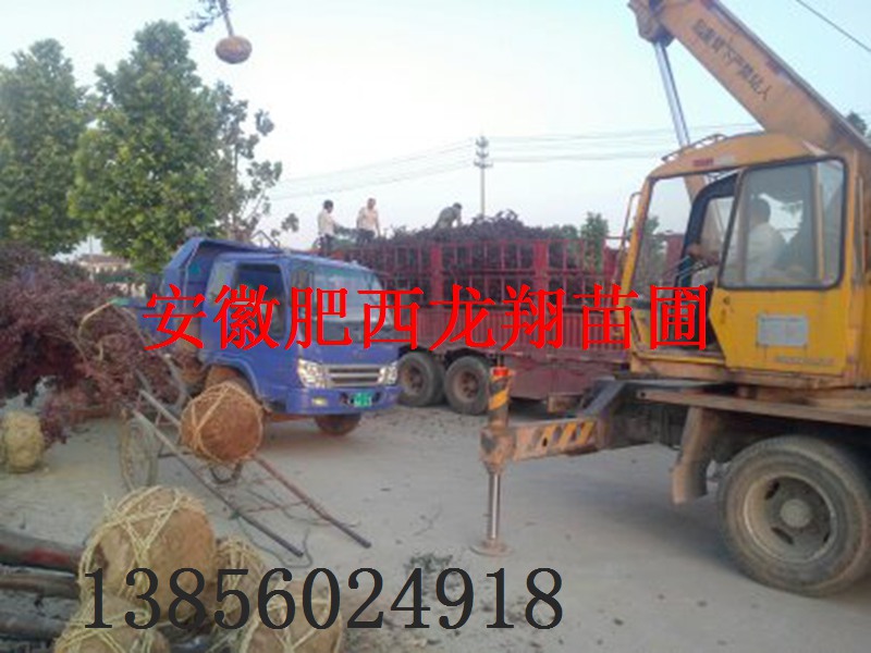 ��Ҷ���ҶŮ�ꡢ��Ҷ���ҡ����ꡢ���ܡ����Ƿ㡢��������