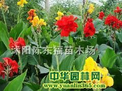 ���˽�����Ҷ÷����Ҷ�ҡ���Ҷ�����ľ
