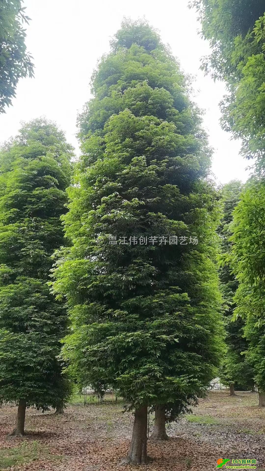 ��骹����硢�е�����18����СҶ��骼۸�
