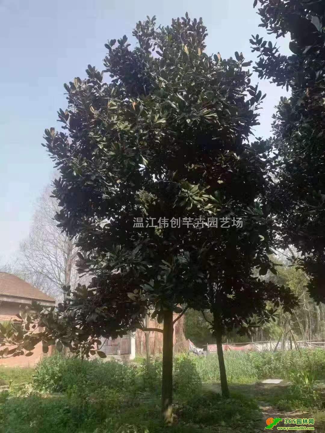 18���ֹ������ڷ���18���ֹ�����������