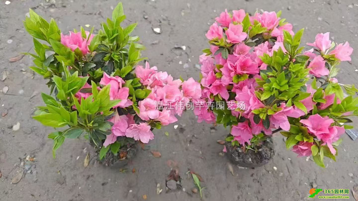 �Ĵ�����25���ָ߶ȵͼ�����������ë��Ӧ�۸�