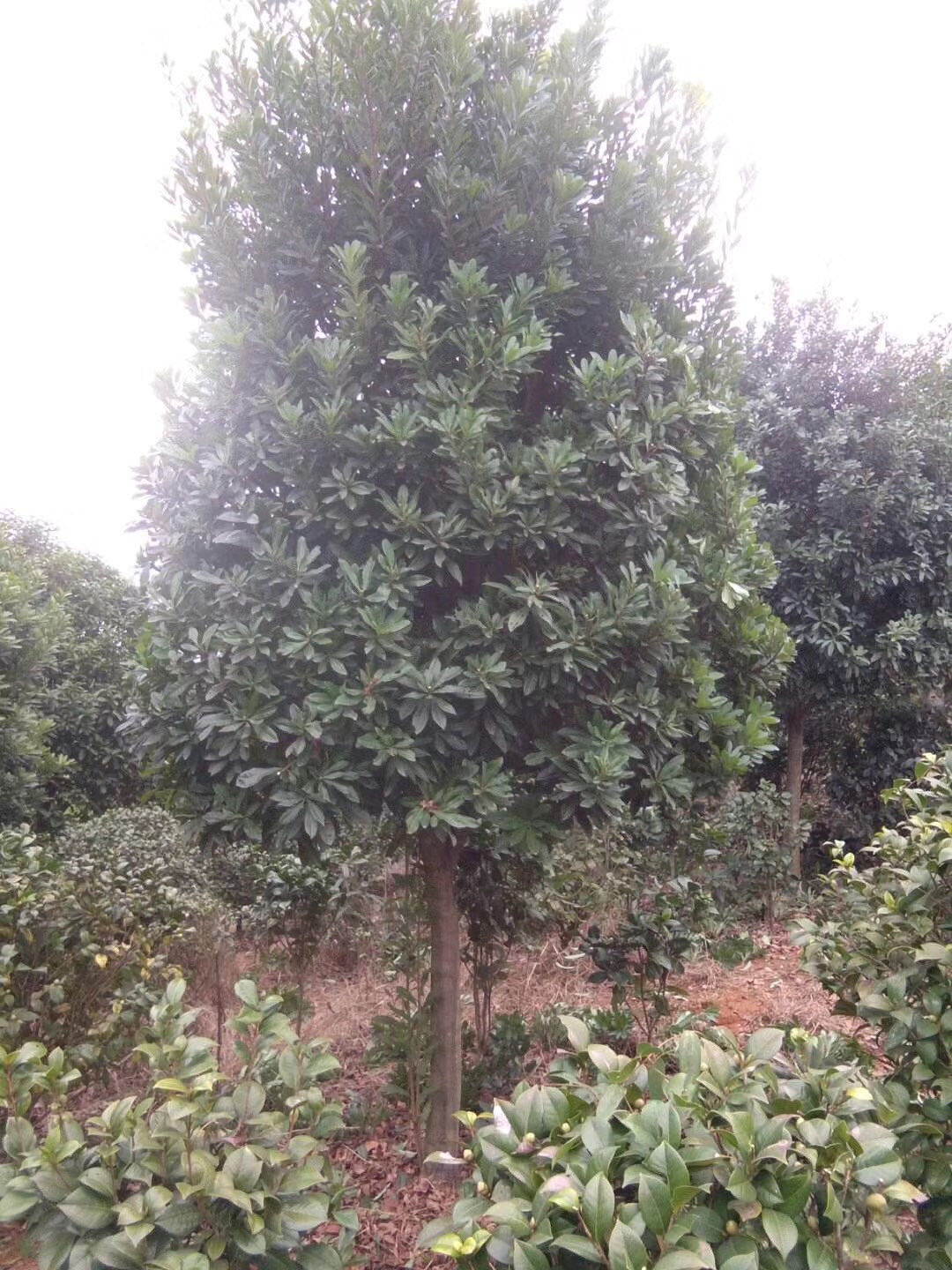 长沙县跳马镇湘曙苗木基地