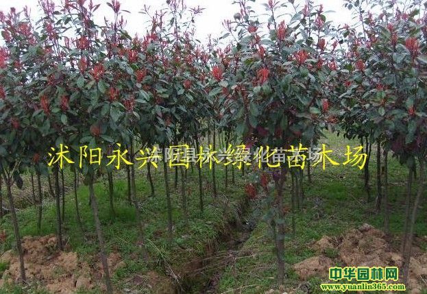 �߸˺�Ҷʯ骡���Ҷʯ骱���