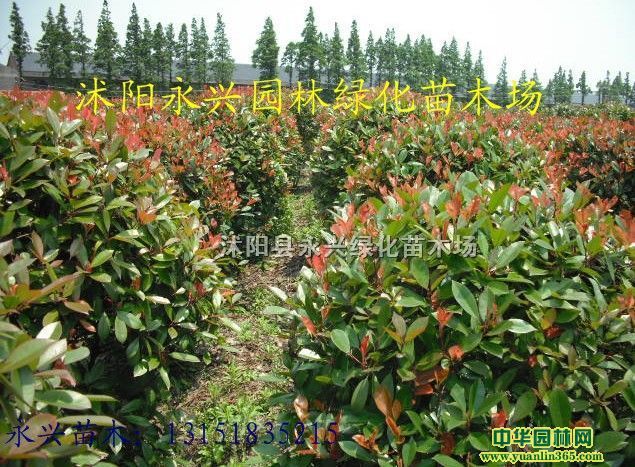 120cm�ڷ�����Ҷʯ���