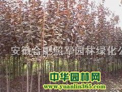 ���պ�Ҷ����ꡢ��ޱ���𻨡�����������ҶŮ�ꡢ��������
