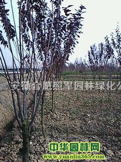 ���ꡢ��ޱ����ҶŮ�ꡢ�������𻨡���Ҷ�����