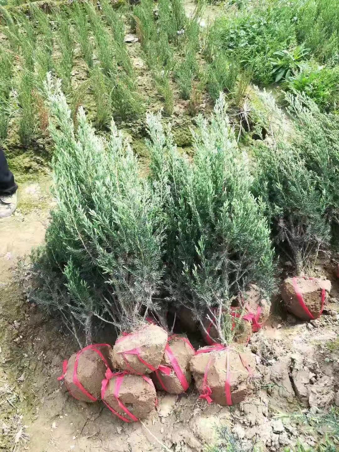 ���ֺ��ص���������Բ�������ء����������Բ������������